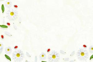 marguerites fleur d'été. camomilles blanches. composition. Cadre photo