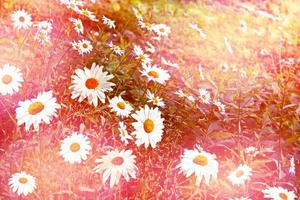 paysage d'été. fleurs de camomille blanche photo