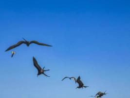 le troupeau d'oiseaux fregat vole sur fond de ciel bleu sur holbox mexico. photo