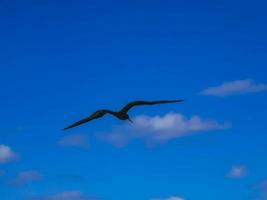 oiseaux fregat troupeau voler fond de ciel bleu contoy île mexique. photo