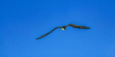 le troupeau d'oiseaux fregat vole sur fond de ciel bleu sur holbox mexico. photo