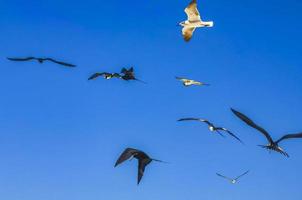 le troupeau d'oiseaux fregat vole sur fond de ciel bleu sur holbox mexico. photo