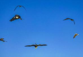 le troupeau d'oiseaux fregat vole sur fond de ciel bleu sur holbox mexico. photo