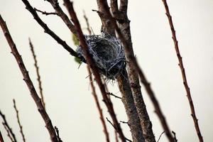 nid d'oiseau sur un arbre dans le parc. photo