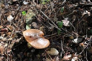 les papillons en israël poussent sur un sol sablo-caillouteux dans les forêts de pins. photo