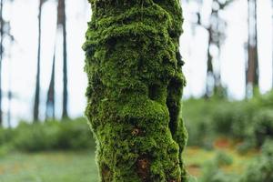 forêt et arbres verts après la pluie photo