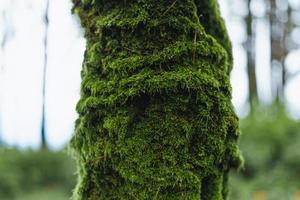 forêt et arbres verts après la pluie photo