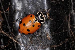 coccinelle convergente adulte photo