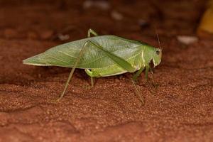 katydid à ailes angulaires adulte photo