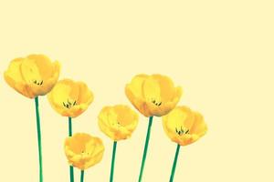 tulipes fleurs lumineuses et colorées photo