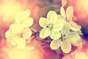 paysage de printemps. pommier en fleurs. jardin. photo