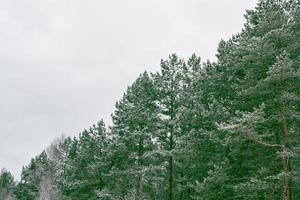 forêt d'hiver gelée avec des arbres couverts de neige. photo