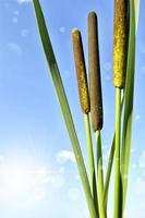 photo. roseaux contre un ciel bleu. photo