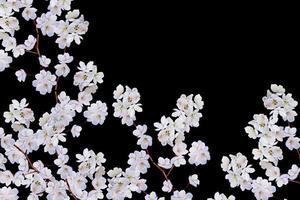 branche de fleurs de pomme blanche photo