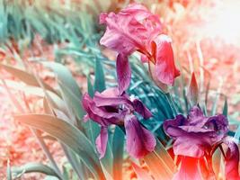 paysage de printemps. bleu beau jardin fleurs iris photo