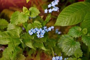 fleurs sauvages me-nots sur le fond du paysage d'été. photo