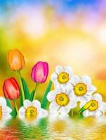 fleurs de printemps lumineuses et colorées jonquilles et tulipes photo