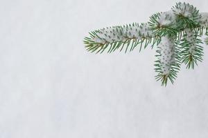 forêt d'hiver gelée avec des arbres couverts de neige. photo