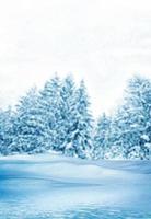 forêt d'hiver. paysage d'hiver. photo