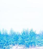 forêt d'hiver gelée avec des arbres couverts de neige. photo