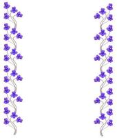 bouquet de fleurs colorées de violettes. photo