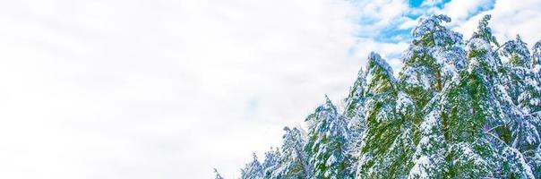 forêt d'hiver gelée avec des arbres couverts de neige. photo