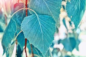 feuilles de bouleau vert sur fond de paysage printanier. photo