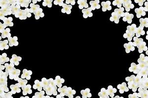 branche de fleurs de jasmin isolée sur fond noir photo