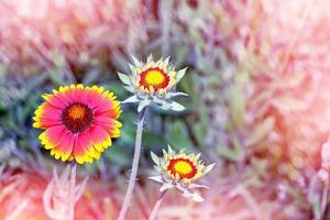 Gros plan de fleur de dahlia en pleine floraison dans le jardin. photo