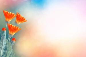 fleurs de calendula sur fond de paysage d'été. photo