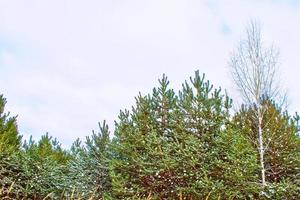 forêt d'hiver gelée avec des arbres couverts de neige. photo