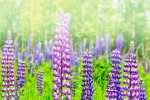 paysage d'été avec de belles fleurs de lupin lumineuses photo