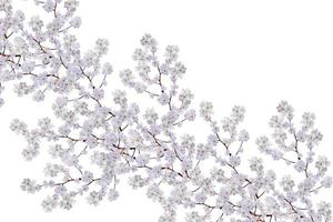 branche de fleurs de pomme blanche photo