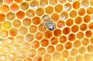gros plan d'abeille sur nid d'abeille dans le rucher photo