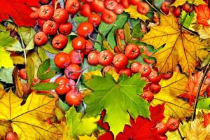 fond de feuilles et de baies d'automne rowan photo