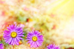 fleurs colorées d'aster rose sur un paysage d'été de fond photo