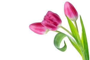fleurs de printemps tulipes photo