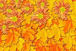 feuillage d'automne. automne doré. chrysanthème photo