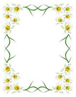 Perce-neige de fleurs de printemps isolé sur fond blanc photo