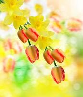 belles fleurs de printemps jonquilles. tulipe rouge photo