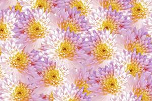 fleurs d'automne colorées de chrysanthème photo
