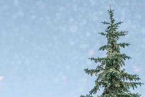 forêt d'hiver gelée avec des arbres couverts de neige. photo