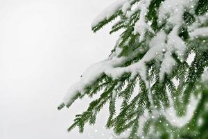 paysage d'hiver. arbres couverts de neige photo