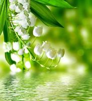 muguet photo