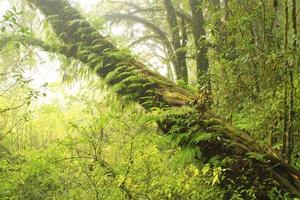 jungle verte, forêt tropicale d'arbres du sentier ang ka photo