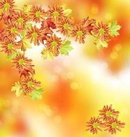 feuillage d'automne. automne doré. fleurs chrysanthème photo
