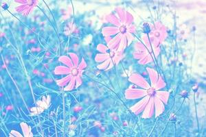 fleurs de cosmos colorées sur un paysage d'été de fond photo