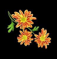 belles fleurs de chrysanthème colorées d'automne isolées sur fond noir photo