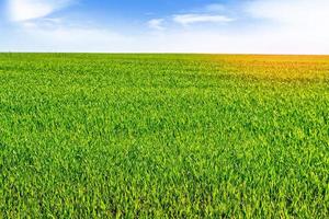 Prairie avec de l'herbe verte sur fond de ciel bleu avec des nuages photo