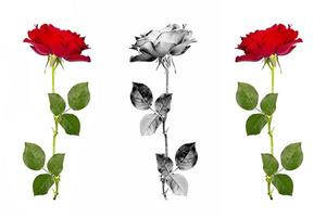 cinq roses rouges sur fond blanc. fond floral photo